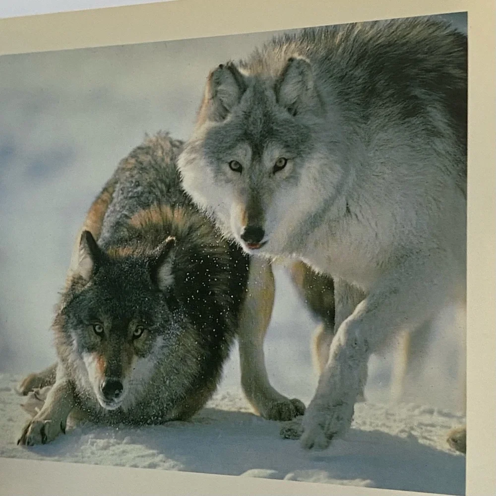 Wolves Postcard Collection Vintage 1990 International Wild Center Set Of  Pics